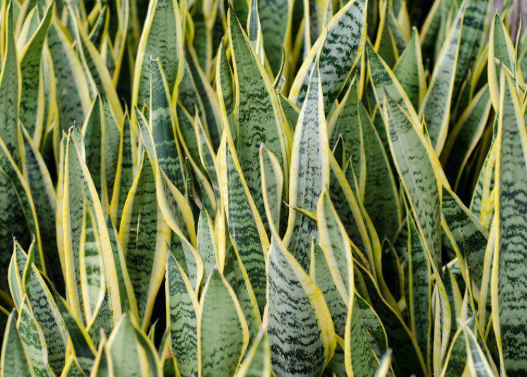 Sansevieria (mother-in-law's tongue)