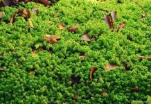 Sphagnum Moss: 1 Essential Keystone Species Sphagnum Moss