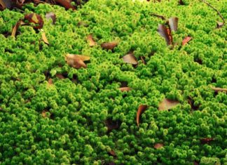 Sphagnum Moss: 1 Essential Keystone Species Sphagnum Moss