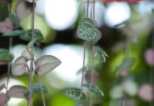 String of Hearts: 5 Great Tips You Need To Know String Of Hearts