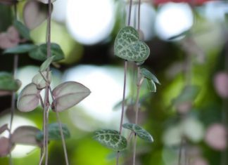 String of Hearts: 5 Great Tips You Need To Know String Of Hearts