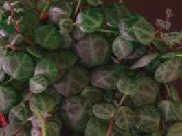 How to Grow and Care for String of Turtles (2026 Guide) String of Turtles