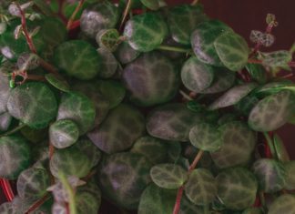 String of Turtles: Growing And Care Tips String of Turtles