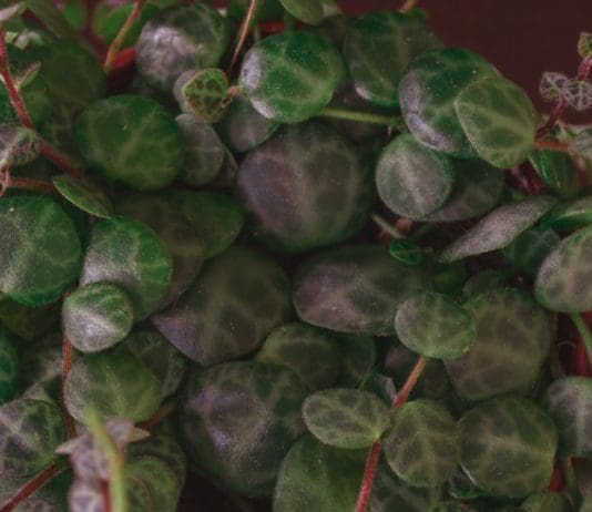 How to Grow and Care for String of Turtles (2026 Guide) String of Turtles
