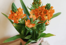 Sun Star Plant Growing And Caring Tips Sun Star Plant