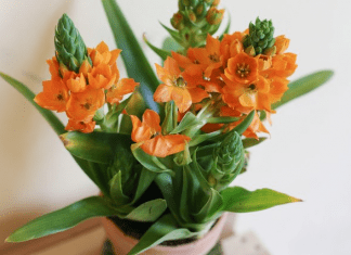 Sun Star Plant Growing And Caring Tips Sun Star Plant