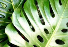 Swiss Cheese Plant: Misnamed Plant, You Can Eat Swiss Cheese Plant