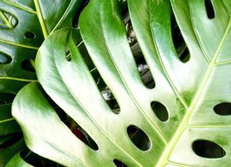 Swiss Cheese Plant: Misnamed Plant, You Can Eat Swiss Cheese Plant