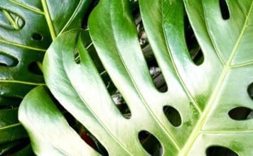 How to Grow and Care for a Swiss Cheese Plant (Monstera deliciosa) Swiss Cheese Plant