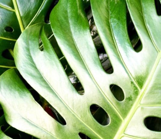 How to Grow and Care for a Swiss Cheese Plant (Monstera deliciosa) Swiss Cheese Plant