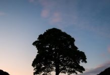 Sycamore Tree: Esthetic Pleasure of Trees Sycamore Tree