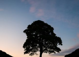 Sycamore Tree: Esthetic Pleasure of Trees Sycamore Tree