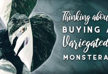 Variegated Monstera Deliciosa: 1 Expensive Plant