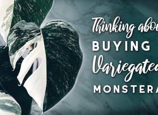 Variegated Monstera Deliciosa: 1 Expensive Plant