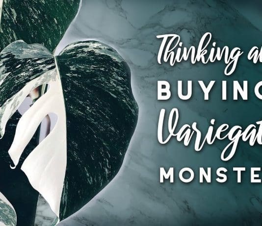 Variegated Monstera Deliciosa: 1 Expensive Plant