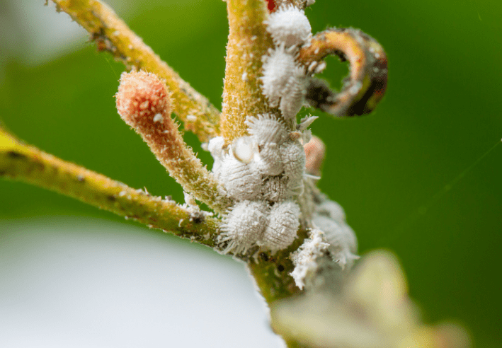 mealybugs on purple waffle