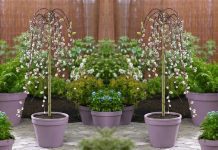 Weeping Pussy Willow: Other Willows Varieties weeping pussy willow