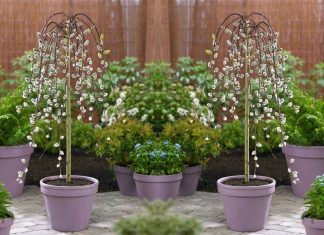 Weeping Pussy Willow: Other Willows Varieties weeping pussy willow