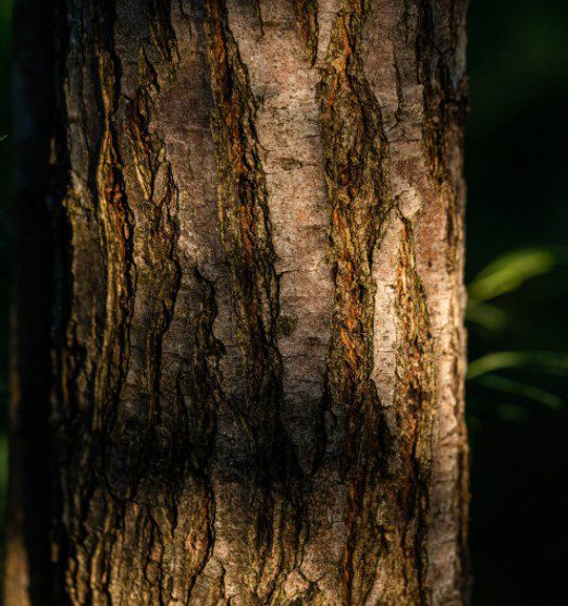 Acacia Wood Bark