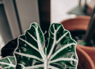 Alocasia Polly (African Mask Plant) Info And Care Alocasia