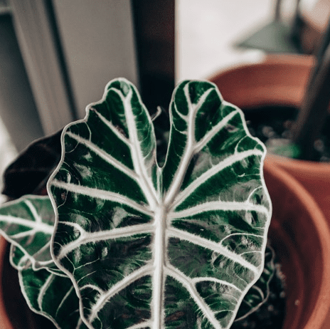 Alocasia Polly (African Mask Plant) Info And Care Alocasia