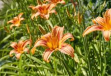 Alstroemeria (Peruvian Lily) Essential Growing Tips Alstroemeria