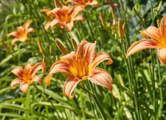 Alstroemeria (Peruvian Lily) Essential Growing Tips Alstroemeria