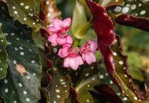 Angel Wing Begonia Care And Full Information Angel Wing Begonia