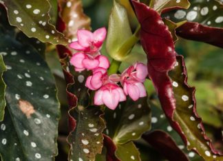 Angel Wing Begonia Care And Full Information Angel Wing Begonia