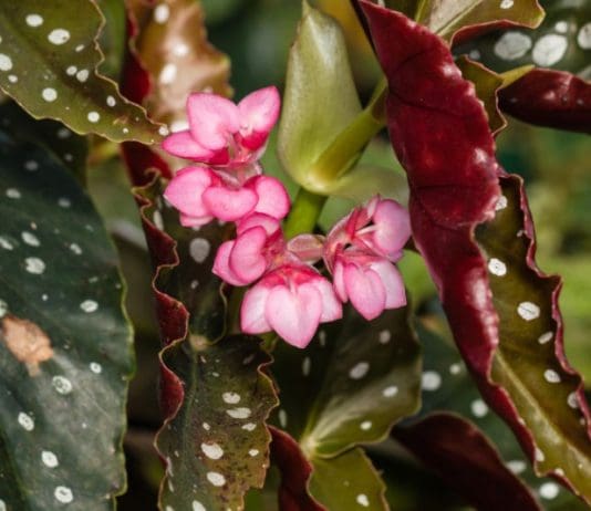 Angel Wing Begonia Care And Full Information Angel Wing Begonia