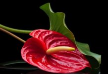 Anthurium Info On Growing In The Garden Or Home Anthurium