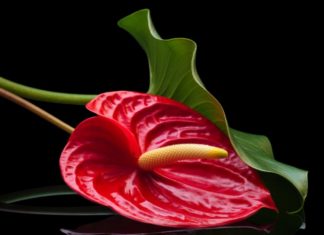 Anthurium Info On Growing In The Garden Or Home Anthurium