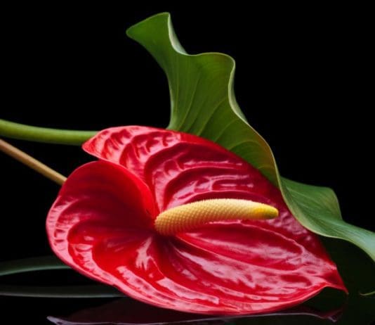 Anthurium Info On Growing In The Garden Or Home Anthurium