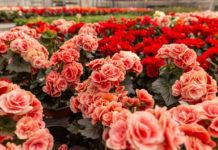 Begonias: 10 Easy Steps To Start Begonias Indoors Begonias