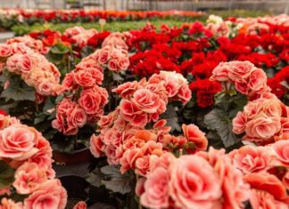 Begonias: 10 Easy Steps To Start Begonias Indoors Begonias