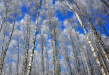 Birch Tree Planting And Care Information Birch Trees