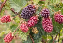 Boysenberry History And 3 Delicious Recipes Boysenberry