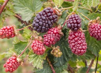 Boysenberry History And 3 Delicious Recipes Boysenberry