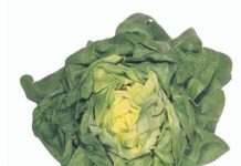 Butter Lettuce: Info And 1 Vibrant Recipe Butter Lettuce