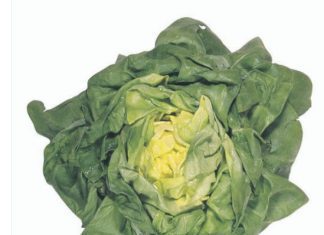 Butter Lettuce: Info And 1 Vibrant Recipe Butter Lettuce