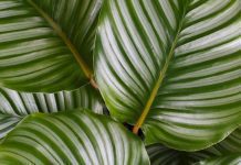 Calathea Medallion And 4 Essential Care Tips Calathea Medallion
