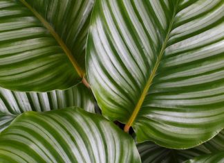 Calathea Medallion And 4 Essential Care Tips Calathea Medallion