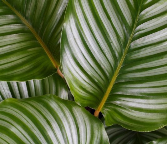 Calathea Medallion And 4 Essential Care Tips Calathea Medallion