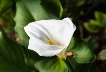 Calla Lily Info – 3 Tips On Growing Calla Lily Now Calla Lilly