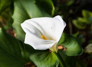 Calla Lily Info – 3 Tips On Growing Calla Lily Now Calla Lilly