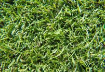 Centipede Grass Growing And How To Make Centipede Grass Spread Centipede Grass