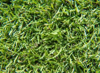 Centipede Grass Growing And How To Make Centipede Grass Spread Centipede Grass