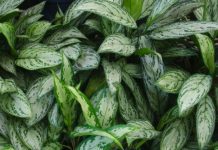 Chinese Evergreens – Growing And Caring For Chinese Evergreen Plants Chinese evergreens