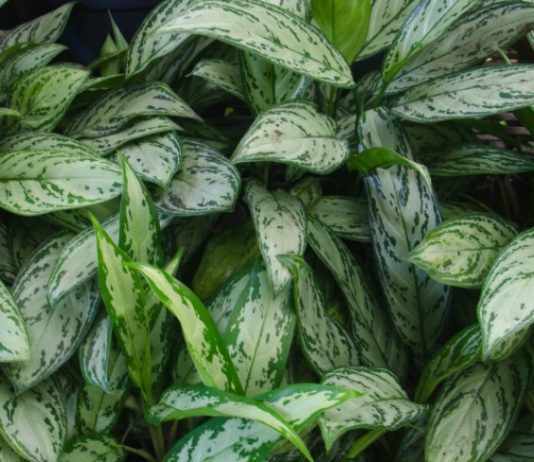 Chinese Evergreens – Growing And Caring For Chinese Evergreen Plants Chinese evergreens