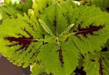 Coleus Growing Information And Care Tips Coleus